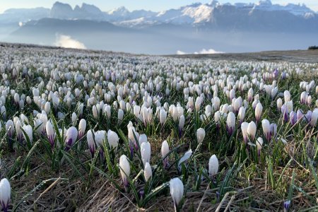 🌼Südtiroler Frühlingserlebnis – voller Natur, Genuss & Erholung🌼