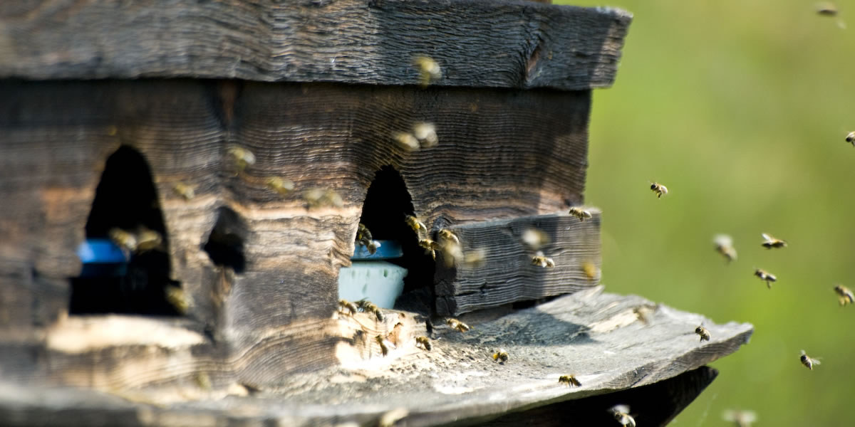 Die fleißigen Bienchen bei Ihrer Arbeit beobachten