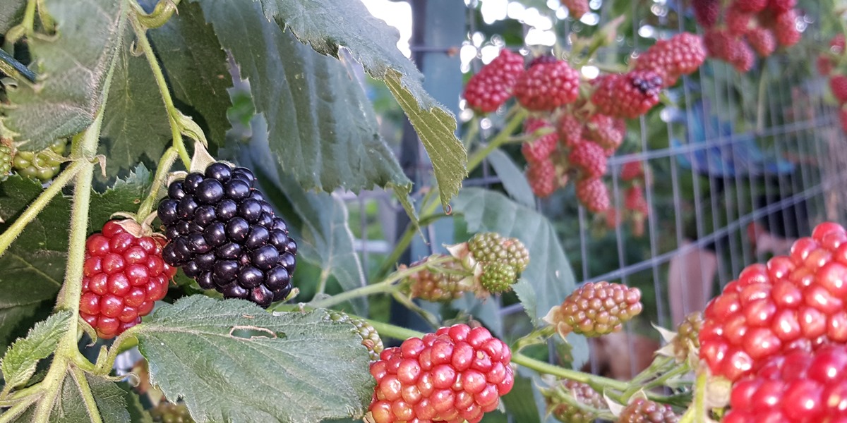 Die Brombeeren aus unserem Bauerngarten schmecken besonders gut. Der Fruchtaufstrich ist für unsere Gäste ein voller Genuss.