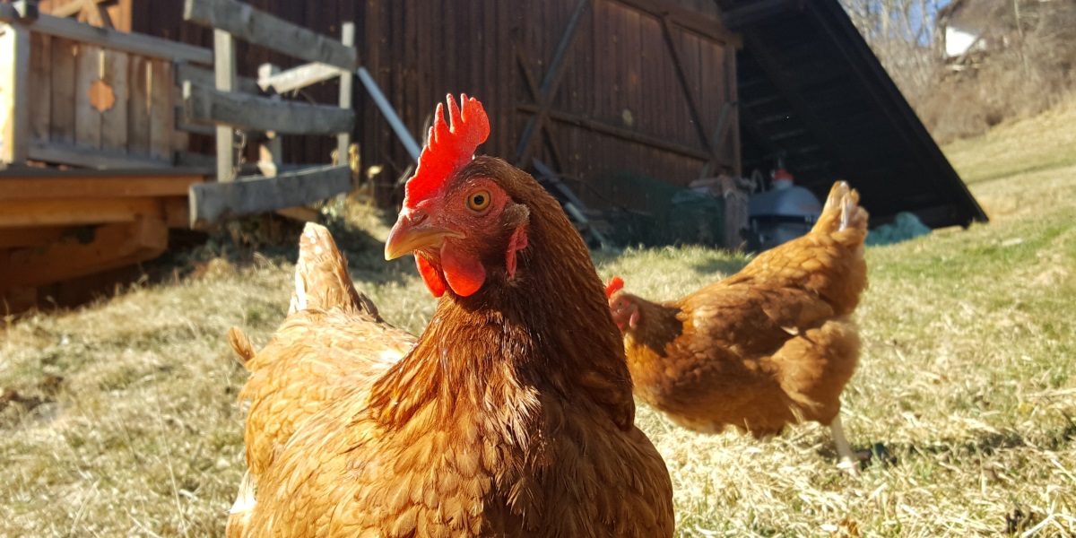 Unsere Hühner genießen die frische Luft 