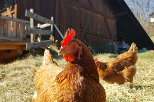 Unsere Freilandhühner schenken uns täglich frische Eier.