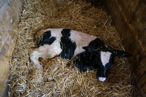 A calf was born
