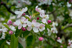 Fiore di mela in primavera