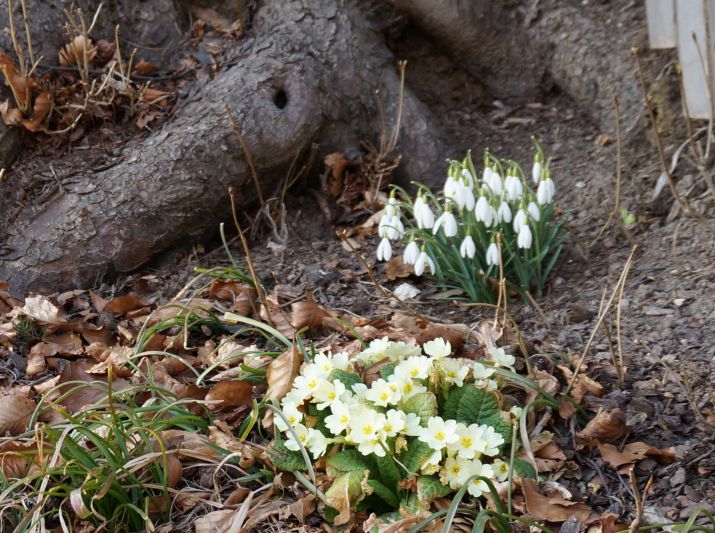 Frühlingserwachen am Ritten - Schneeglöckchen 
