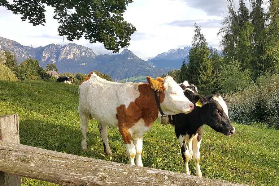 Unsere Tiere genießen die frische Herbstluft.