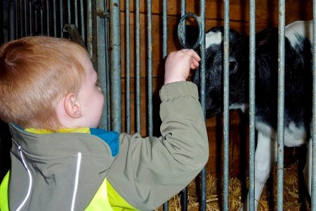 Unsere Kälbchen freuen sich immer auf die lieben Streicheleinheiten.