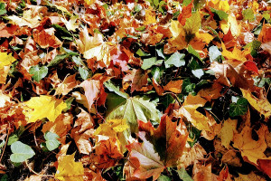 Diese bunten Herbstfarben locken in die frische Luft.