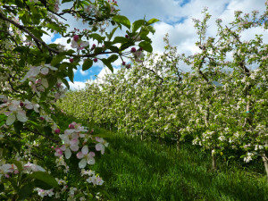 Frühling in Südtirol - Die Apfelblüte