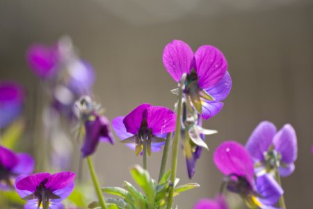 Wie schön es im Frühling blüht!
