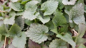 Die Brennnessel wächst in unserem Garten