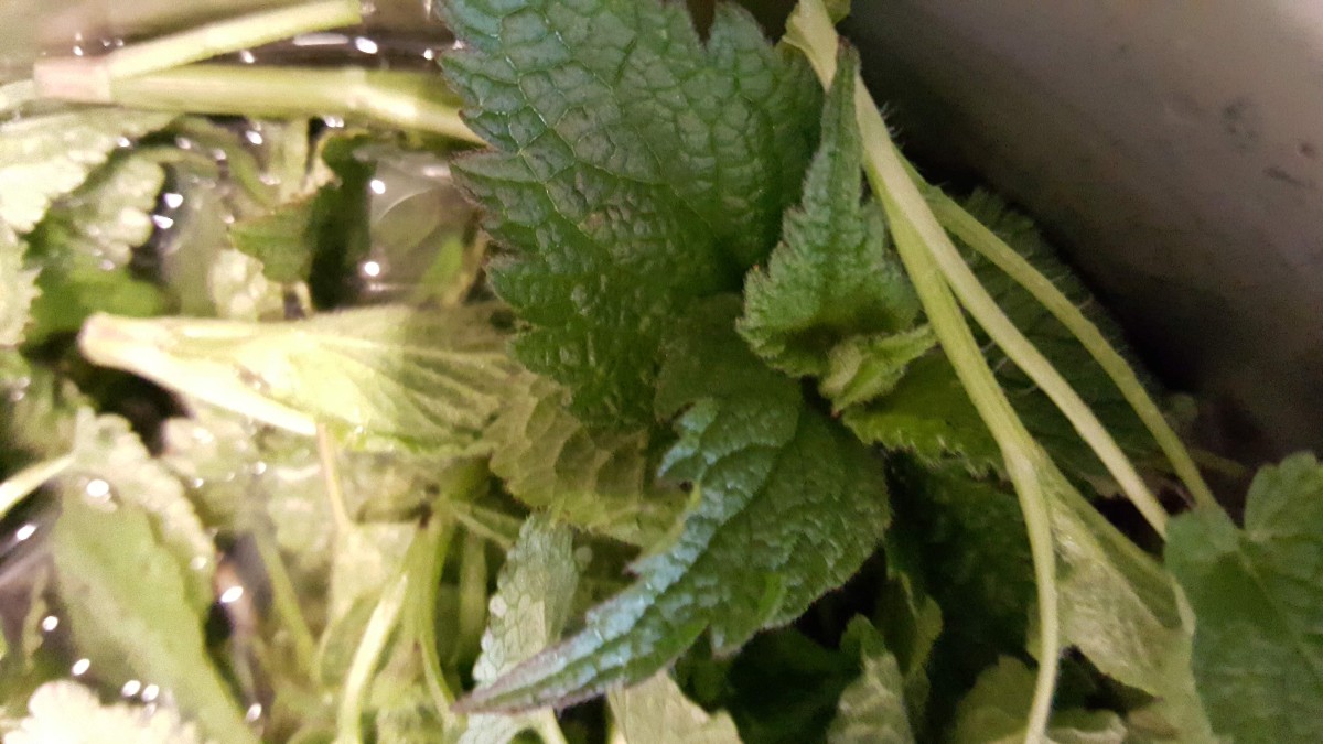 Die Blätter werden sorgfältig gewaschen