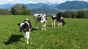 Auch unsere Kühe genießen die schöne Aussicht auf die Dolomiten.