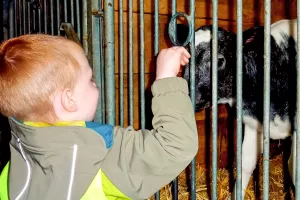 Accarezzare i vitellini – un’esperienza indimenticabile per i bambini.