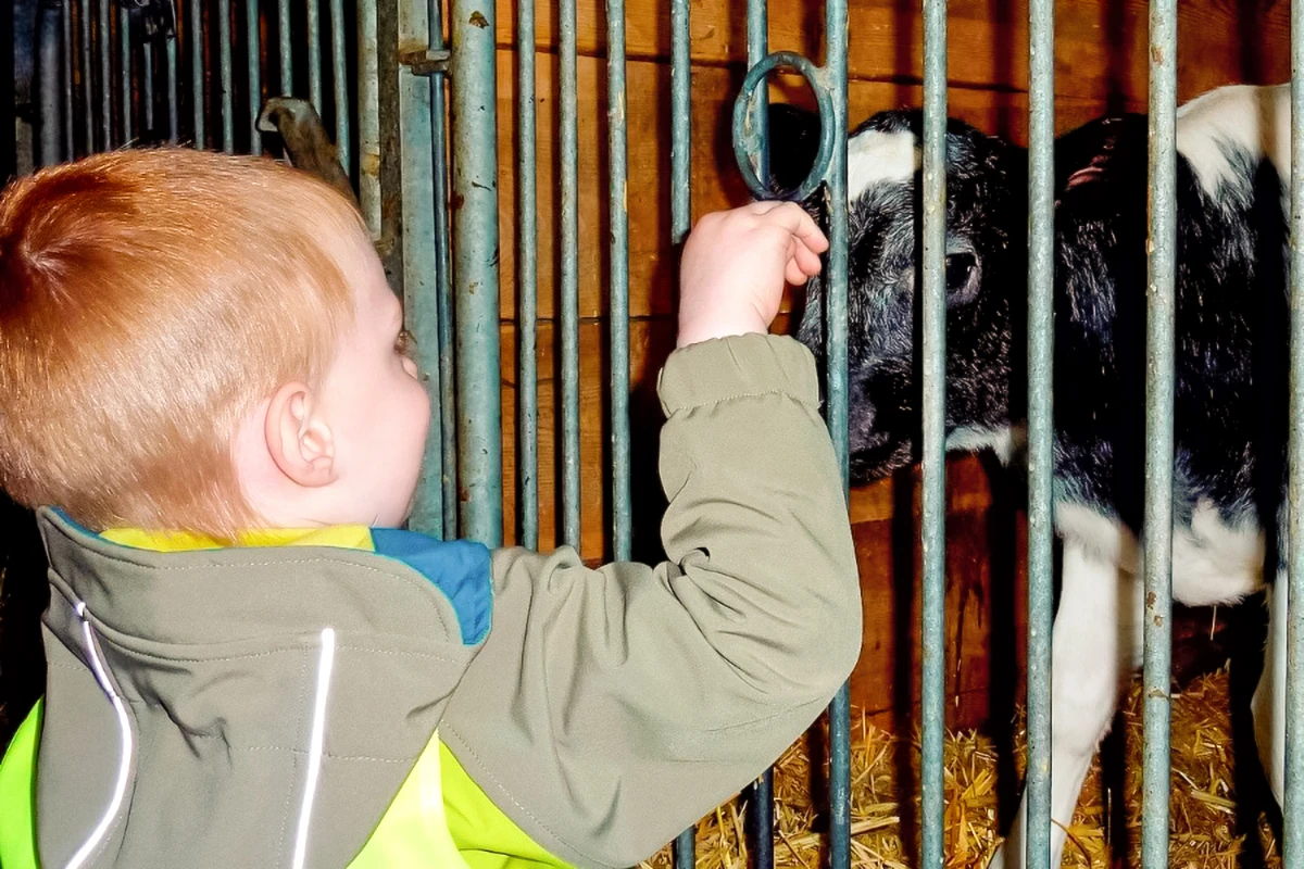Accarezzare i vitellini – un’esperienza indimenticabile per i bambini.