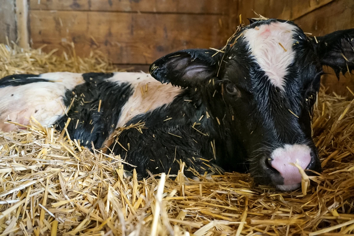 Nascita del vitellino da vicino – per piccoli e grandi amici degli animali