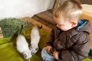 Toccare i gattini da vicino – gioia per piccoli amici degli animali